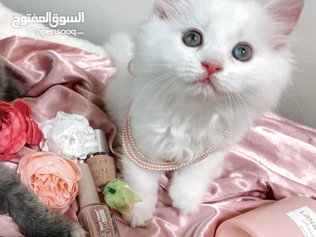 متوفر قطط للبيع
