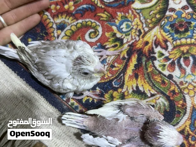 سلام عليكم اربع افراخ كوكتيل إنكليزي