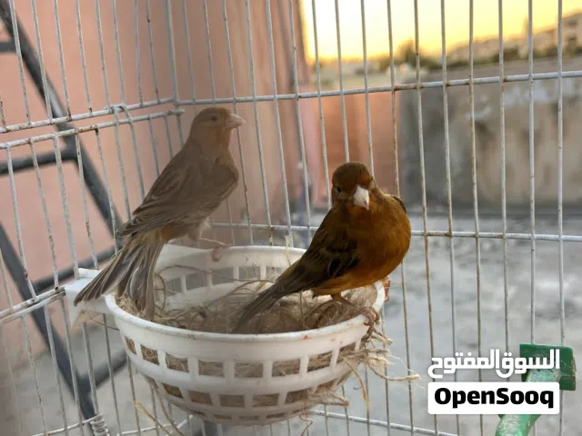 جوز كنار مع فرخ