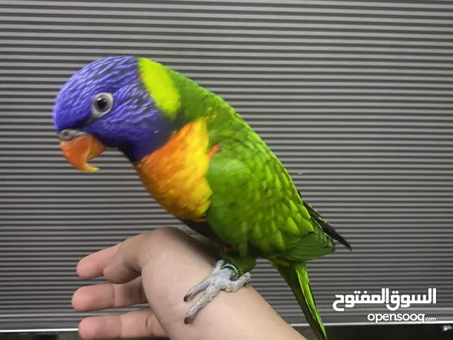 طير لوري ربوه