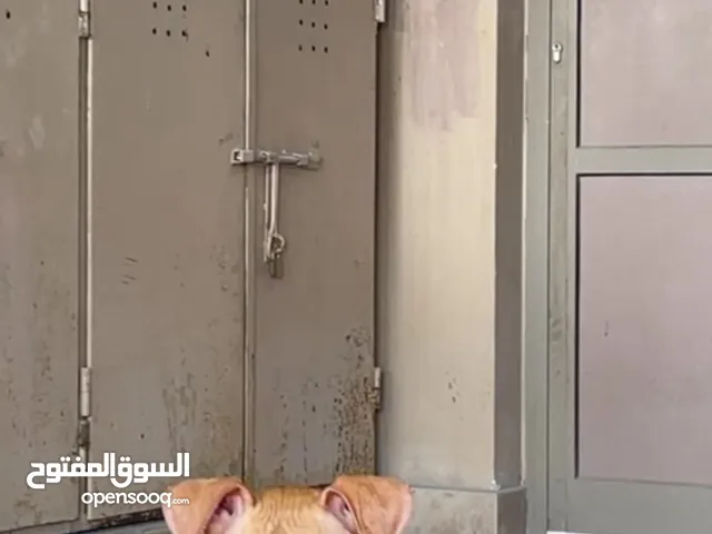 لبيع يرو بتبول عمر ثلاث شهور ساس قوي عنده جواز
