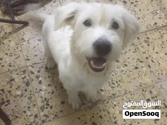 متوفر كلب زينة انثى مدربة طاعة - لون ابيض صافي - حجم صغير ثابت - بالدورة بغداد