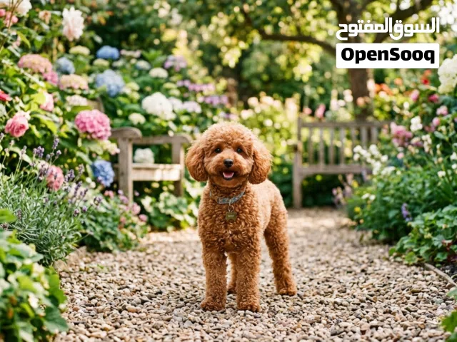 Looking to adopt a Toy Poodle