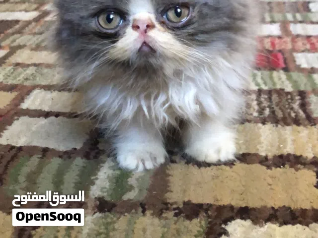 قط ولد بيرشن بيووور