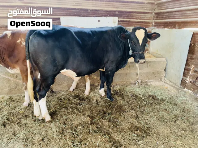 عجل سمين وخشن وحلو معلوف براسه طحين مال بيت