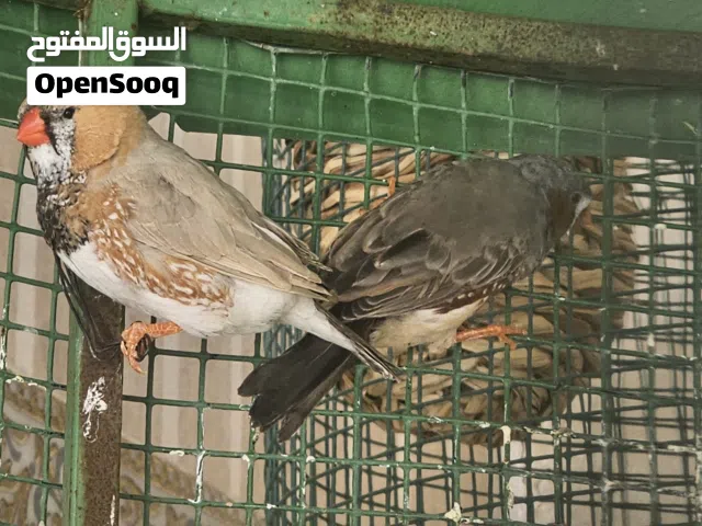 للبيع طيور زيبرا