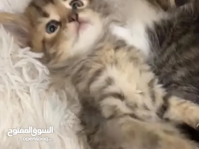 كيتن قط صغير برتش شورت هير
