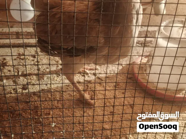 دجاجه جواهه 7