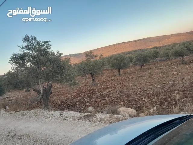 ارض اوصلها كل الخدمات صالحه للسكن