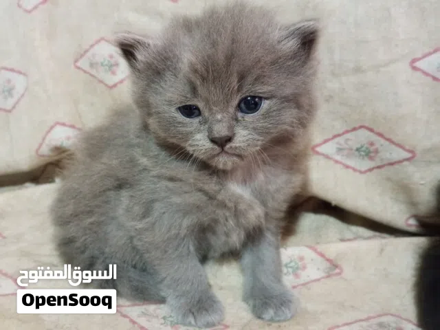 قطط للبيع سكوتش