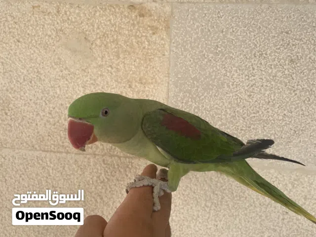 أنثى بغبغاء الدره النيبالي