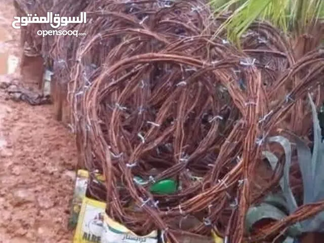 التقوى لتنسيق الحدائق