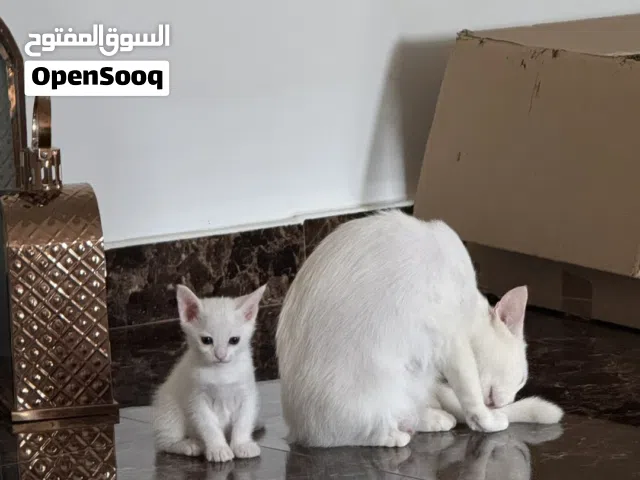 قط صغير و امه للتبني