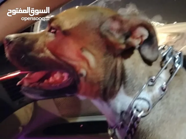 كلب ذكر بيتبول أمريكي عمره عام
