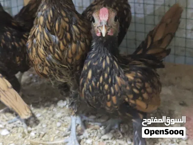 دجاج إسباني سبرايت دموي خط اول شوف وصف ضروري