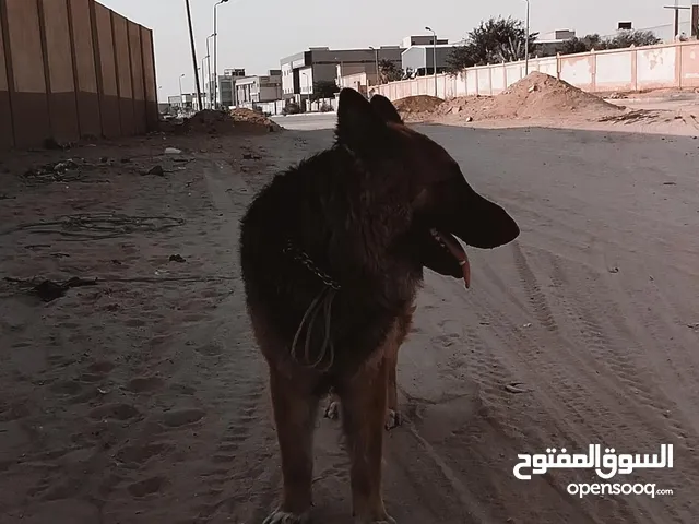 كلب جيرمن للبيع