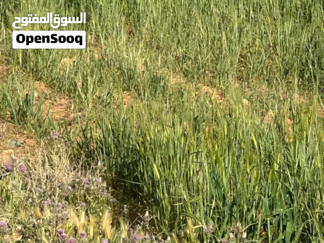 Farm Land for Sale in Mafraq Al-Badiah Ash-Shamaliyah