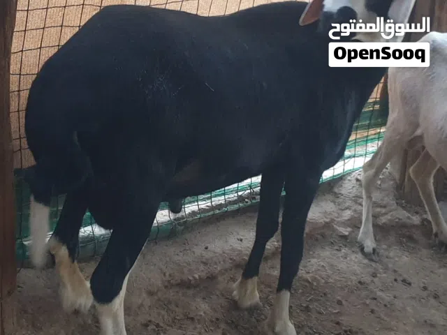 كباش نجديه اصل