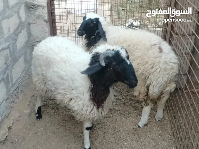نعجه وخروف