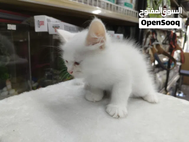 kitten Persian