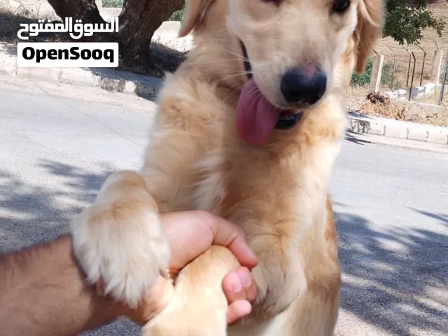 كلب جولدن انثى العمر سنه وكم شهر