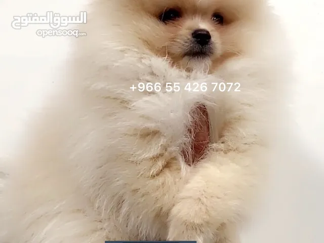 Skvrna televizní stanice Upír كلاب للبيع في الرياض مع الصور Zuřivý  Prohlášení Dvojznačnost