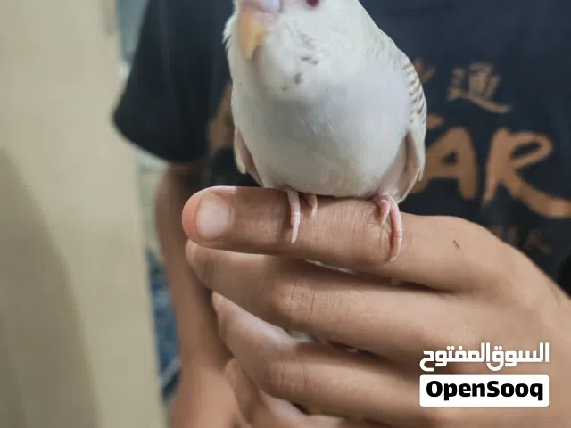 بادجي  البينو عيون حمر مروض ب3  قاطع عس الوصف مهم
