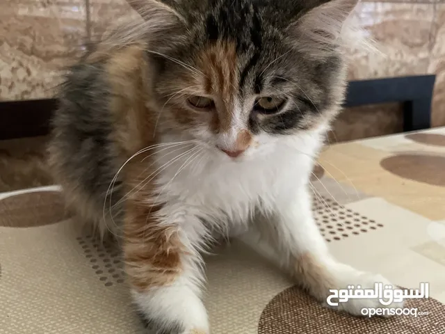 شانشيلا امها سوكتش فولد و ابوها انقورا للتبني بتعرف تفوت ع الحمام و لعوبه و مش مزعجه