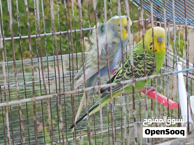 جوز طيور حب (فحول) مع مطيرهم مطير اربع معالف