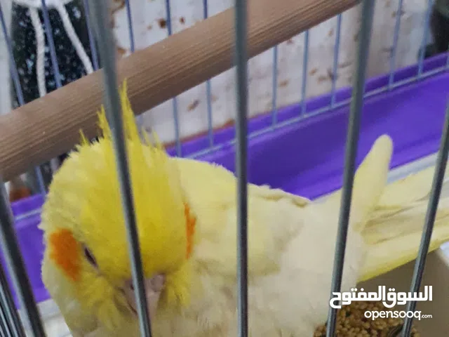 فرخ كوكتيل أليفة أنثى