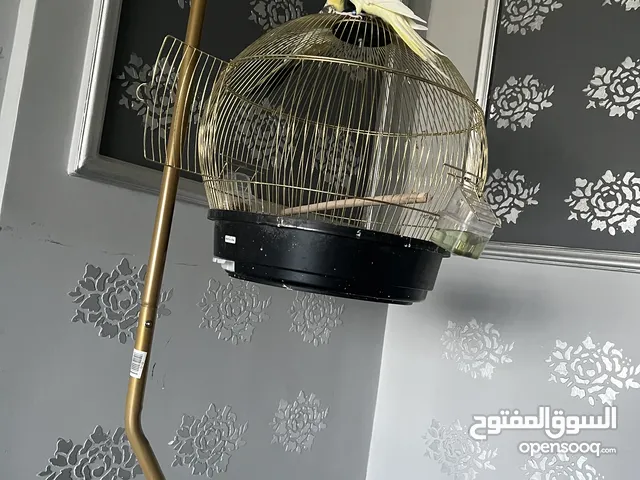 بغبغاء كوكتيل للبيع