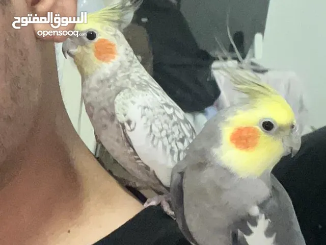 pairs of cocktails bird for sale need gone fast