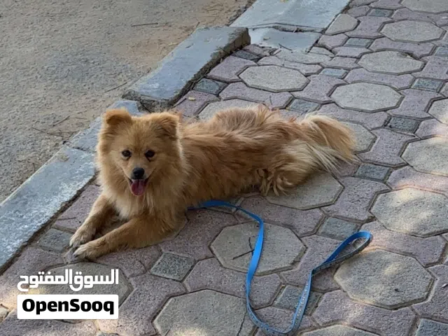 كلب من نوع بوميرانيان أليف ومرح جداً