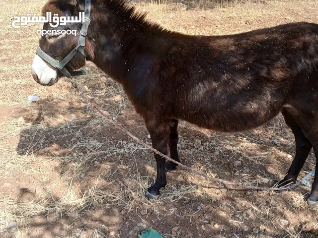 حماره نخب اول عمرها أقل من سنه ونص حماره ماشاء الله عليها