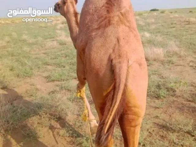 بيع قعدان أبل جميع مواشي