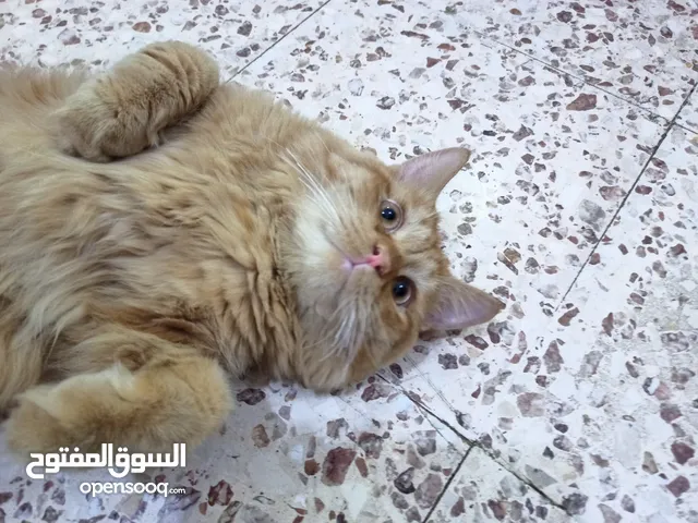 Male Persian Cat