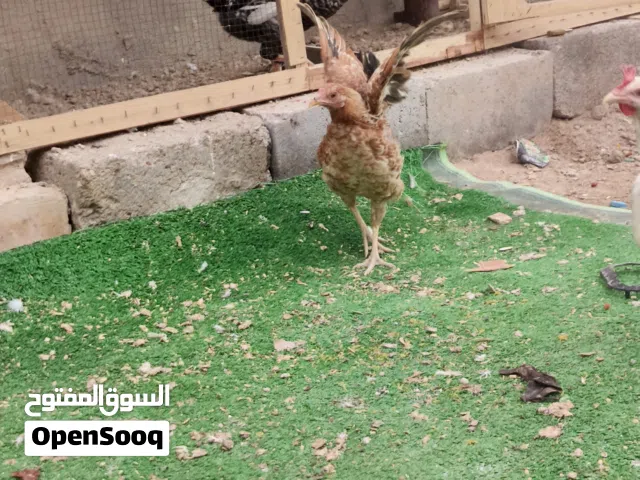 دجاج عرب كلش حلوت صحه خير