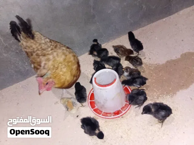 دجاجه عربيه تبارك الله تحتها 16 شوشاو