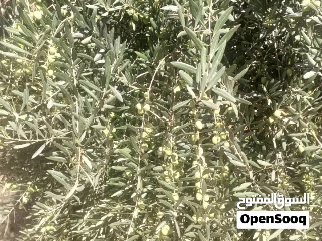 200 m2 4 Bedrooms Townhouse for Sale in Madaba Thiban