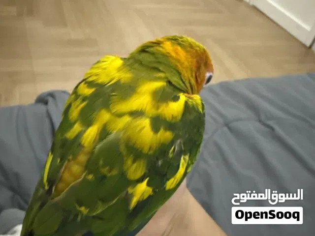 صن كنيور اليف و هدد و محلل الجنس ذكر و عنده كلمات بسيطه