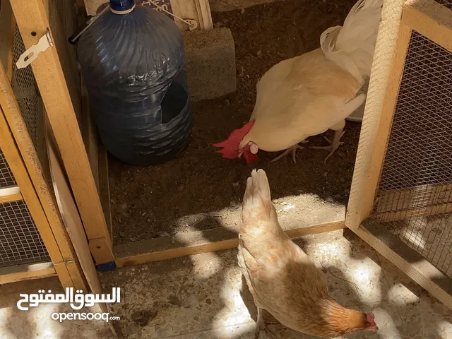 دجاج عماني