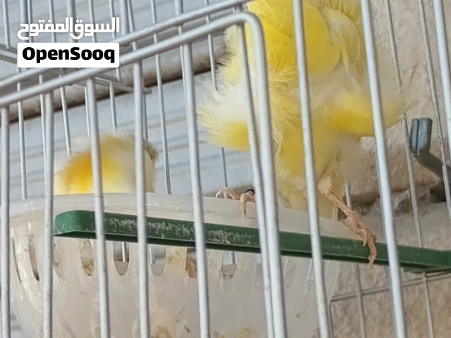 جوز طيور للبيع بصلاه على النبي