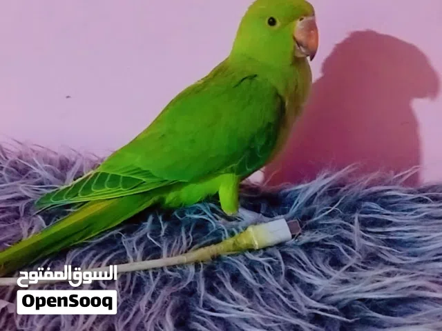 بغبغاء دره هندي عمر 4اشهر أليف ولعوب سعره 110او ابدل بغير طيور