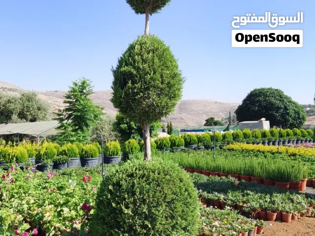 جميع انواع الأشجار