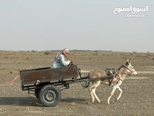حمار للبيع