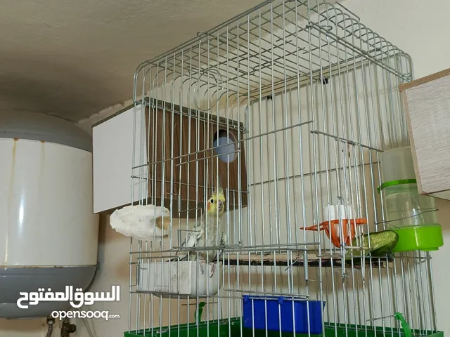 كوكتيل و حب