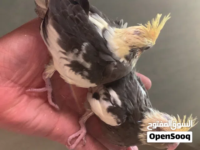 كوكتيلات جميلة ونظيفه