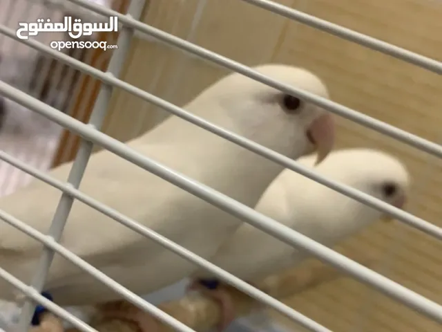 550SR 2x rose birds  (with cage) make offer - moving overseas!!!