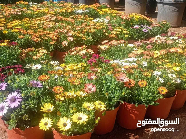 جميع اصناف الاشجار