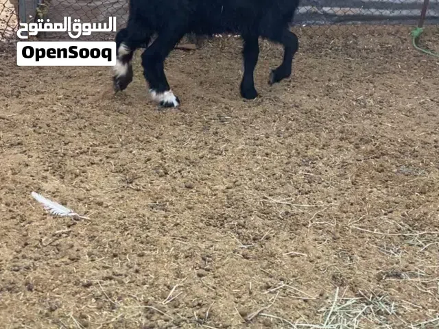 كبش للبيع آلعمر
